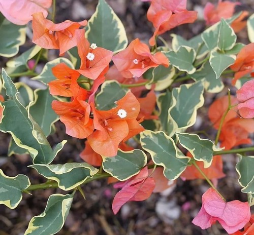 Bougainvillea-Welt