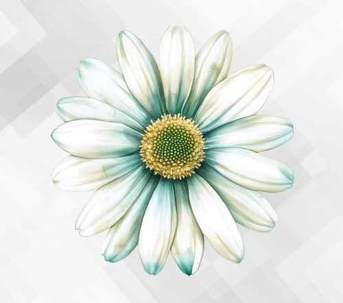 Aquarell gänseblümchen blume - gänseblümchen,