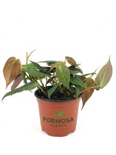 Philodendron micans live - philodendron,