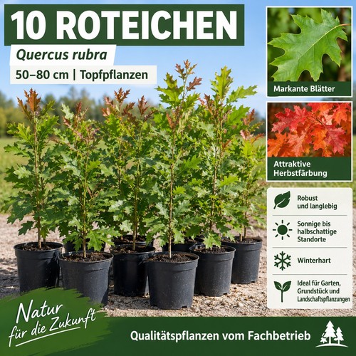 Stück xxl topfpflanze - 10,