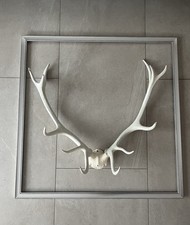 Hirschgeweih im Rahmen –