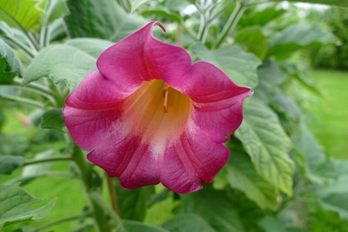 Klaus störtebeker brugmansia - klaus,