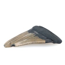 Massiver fossiler Haizahn