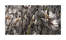 10x Retama monosperma Weißer Ginster Garten Pflanzen - Samen ID1541