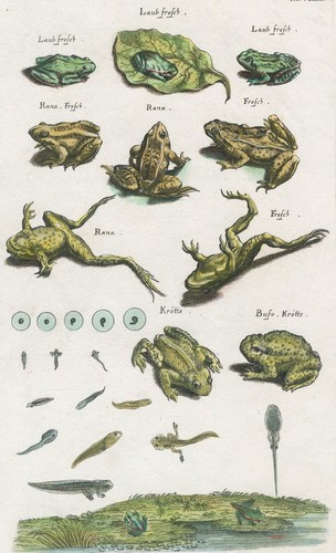 Amphibien laubfrosch - amphibien,