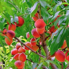 Pfirsichbaum "Rakoniewiecka" -