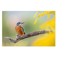 Postereck - 4097 - Eisvogel