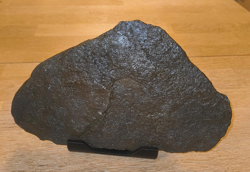Ammoniten fossilien - fossilien, –