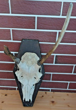 Rotwild, Rotspießer, Abart