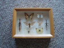 Käferkasten 8x Schmetterlinge Schrecken Kasten Opas Zeiten Entomologie Vintage