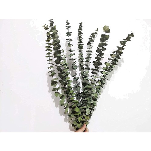 Eukalyptus trockenpflanzen set - eukalyptus,