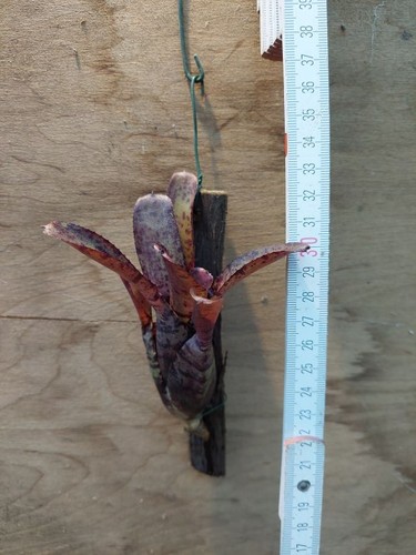 Neoregelia agnes - neoregelia,