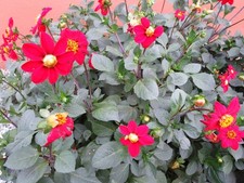 Dahlien rot cm - dahlien, ca.
