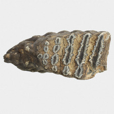 Fossilien E. Antiquus Molar m3 Backenzahn Quartär Pleistozän Interglazial