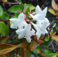 Großblumige Abelie KALEIDOSCOPE, 30 cm im Topf