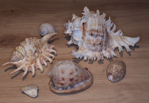 Riesenstachelschnecke