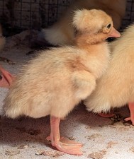 6 keine Bruteier laut ebay