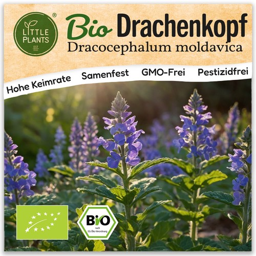 Drachenkopf samen 80 - (bio),