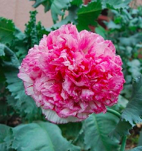 Mohn mohnblume flemish - mohn, „flemish