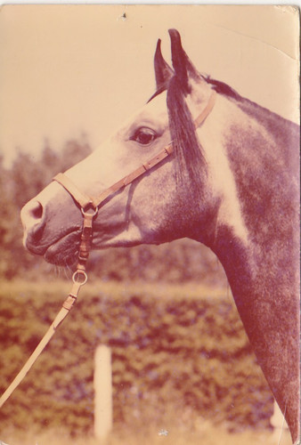 Araber horse postcard - araber, *