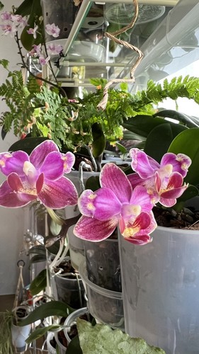 Phalaenopsis blumengroße 4sm - blumengroße,