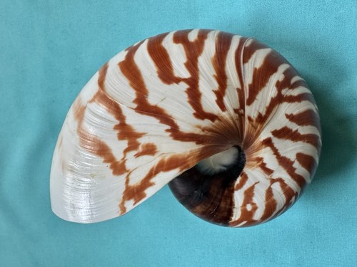 Schöne meeresmuschel nautilus - schöne,