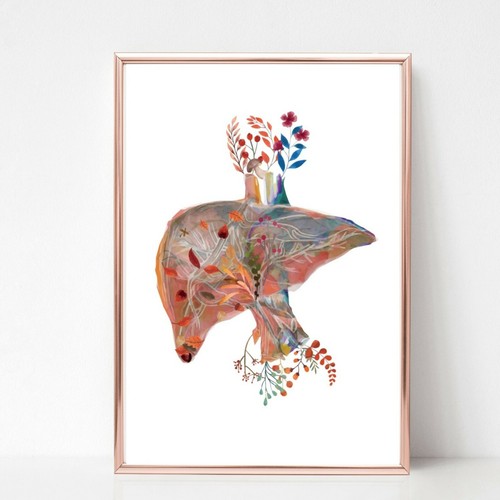 Anatomie leberdruck bild - leberdruck,