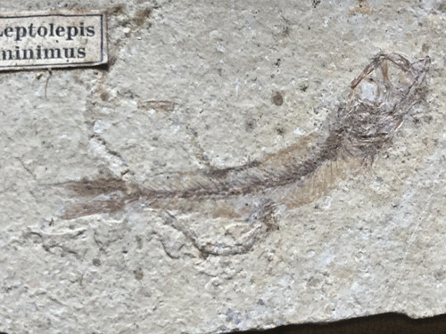 Leptolepis minimus fossil - leptolepis,