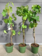 Vitis 'Muscat Weiß' weiße
