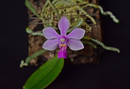 Phalaenopsis zhanhouana