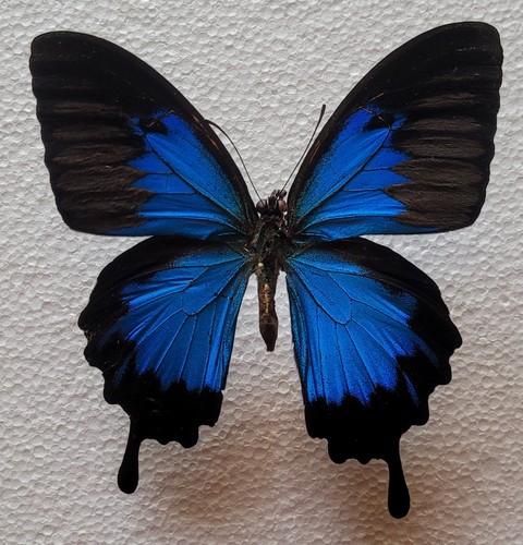 Papilio ulysses morotaicus - ,