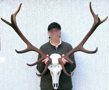 Hirschgeweih 14 Ender Rothirsch Abwurfstangen auf original Schädel Geweih Gehörn