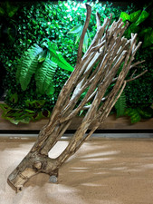 Talawa Wood Aquascaping