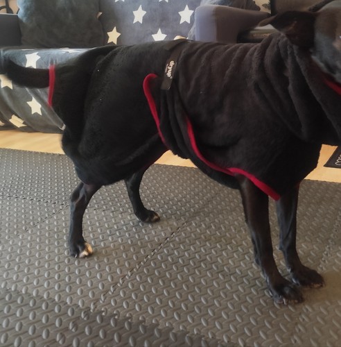 Dryup hundebademantel - dryup,