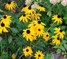 500 Samen gelber Sonnenhut