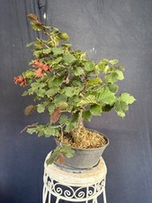 Rote haselnuss bonsai - rote,