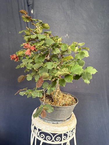 Rote haselnuss bonsai - rote,