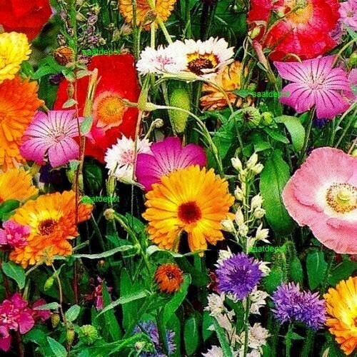 Wildblumen wildblumenwiese - wildblumen,