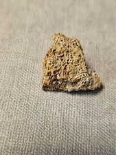 Fossilien Mammut Knochen
