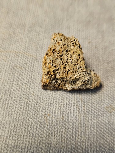Fossilien mammut knochen - fossilien,