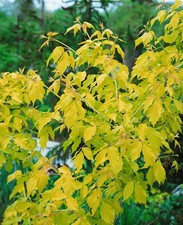 Acer negundo 'Kellys Gold'
