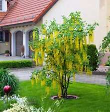 Hochstamm Edel Goldregen 80-100cm - Laburnum watereri Vossii