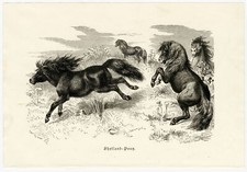 Shetland Pony Ponys
