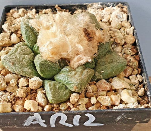 Ariocarpus auf eigenen - auf,