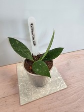 heavenly HOYA Hoya memoria gracilis Ableger babyplant waxplant  Porzellanblume