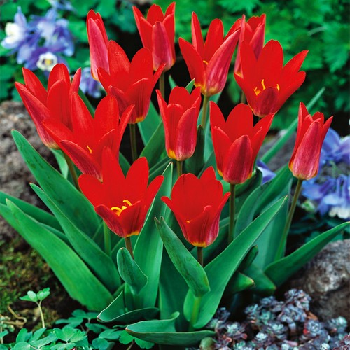 Tulpen blumenzwiebeln zwiebeln - blumenzwiebeln,