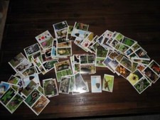 EDEKA TOOM WWF - "Unser Wald"- 5 Sticker aus 179 verschiedenen Bildern aussuchen