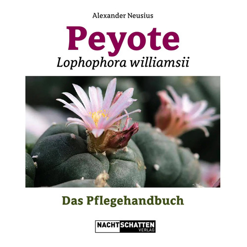 Peyote lophophora williamsii - peyote,