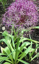 Zierlauch Samen Allium christophii - Sternkugellauch Zierlauchsamen lila Kugel 