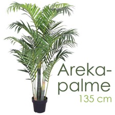 Palmenbaum Palme Arekapalme